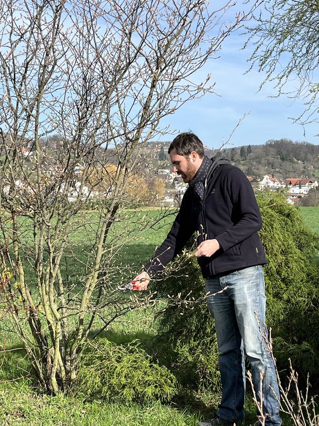 Rückschnitt von Ziersträuchern
