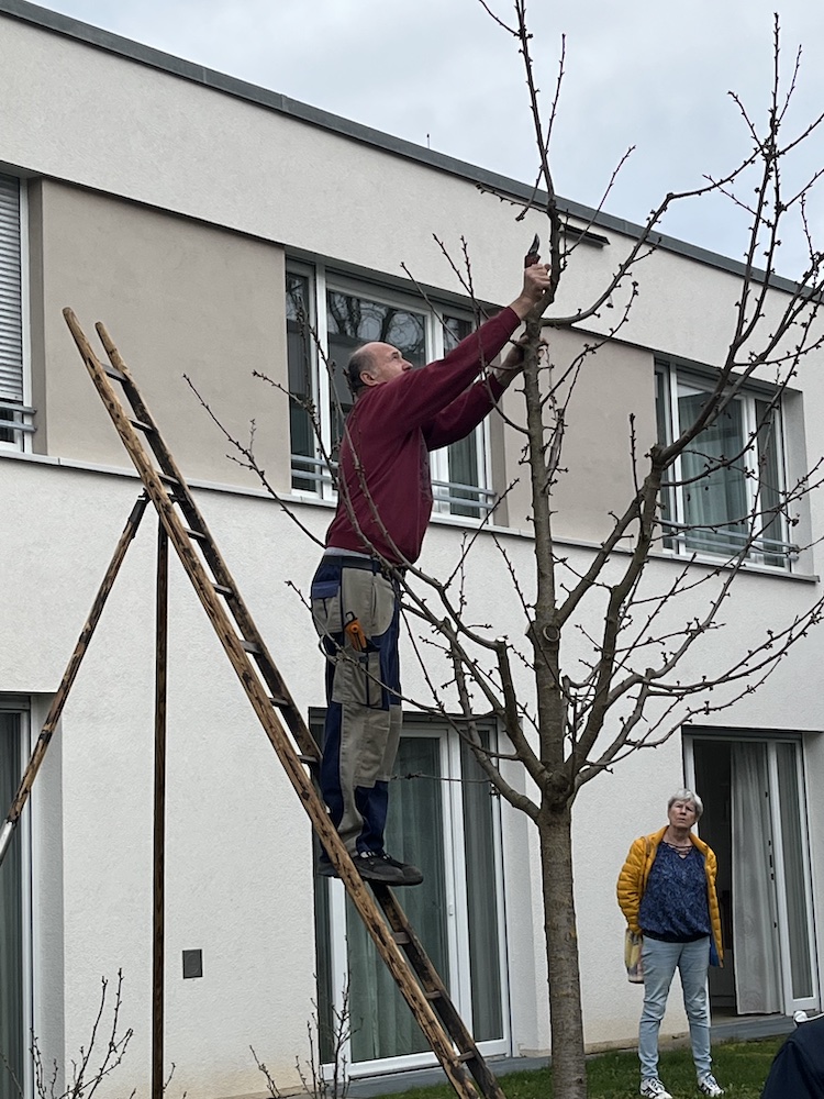 Schnittunterweisungen bei Bäumen, Beeren und Ziersträuchern